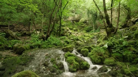 Slow flying through the forest over the beautiful mountain stream Stock Footage 218319202
