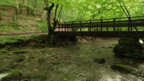Slow flying through the forest over the beautiful mountain stream Stock Footage 218319346