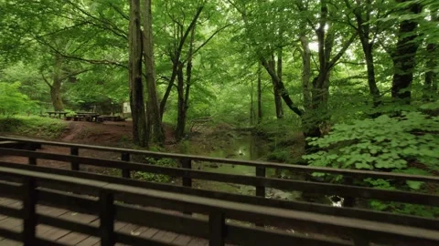 Slow flying through the forest over the beautiful mountain stream Stock Footage 218321351