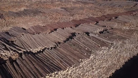 Slow flyover of vast log yard wood piles, logging industry pulp mill Stock Footage 319018846