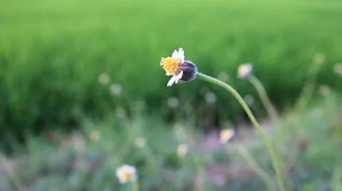 Slow focus flower to paddy field in the background. 1920 x 1080 resolution. Stock Footage 56295296