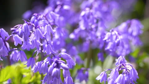 Slow focus-pull of Bluebell bush with right side copy space Video stock 240537014