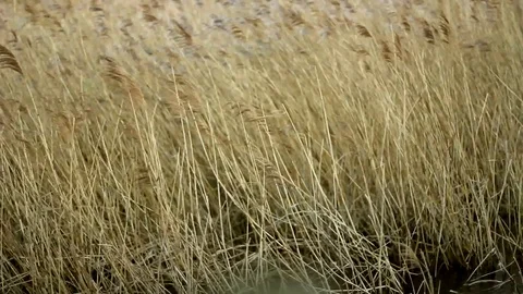 Slow Focus Pull From Fence Post to Reeds Blowing in The Wind Vídeo Stock 94474242