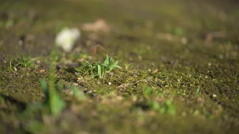 Slow focus pull over barren soil to single snowdrop flower in early spring on Stock Footage 170842982