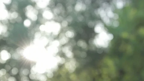 Slow focus pulling - dream state - blurred light through leaves Stockbeeldmateriaal 94499963