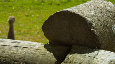 Slow focus on Rhea (flightless bird) Stock Footage 114395657
