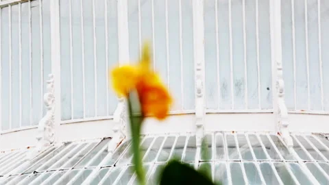 Slow focus shift to lily at Belfast botanical Gardens Stock Footage 135239168