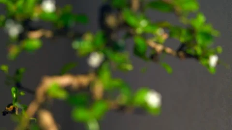 Slow focus in on a small bonsai tree Video stock 105868048
