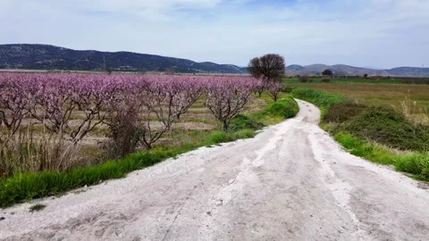 Slow footage field 動画素材 274093230