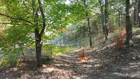 Slow Forest Crawl Near Simcoe Rail Trail Stock Footage 319716678