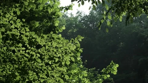 Slow forest Stock-Footage 221583933