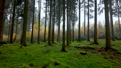 Slow Forest Pan with Mossy Ground and Autumn Trees Stock Footage 305253560