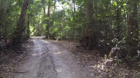 Slow forest in reverse 库存影片 24791585