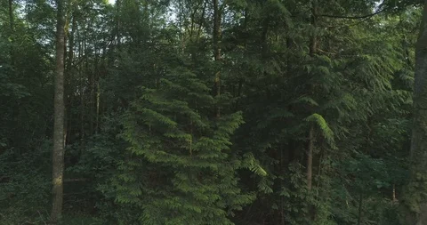 Slow Forest tracking shot past foliage and trees lit by evening summer light Stock Footage 115501901