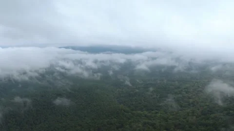 Slow forward aerial flight rolling over low clouds above a forested mountain Видео 347075697