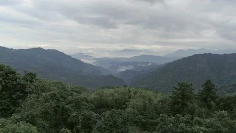 Slow forward dolly move. Aerial drone shot over bamboo and tree canopies with Stock Footage 187755977