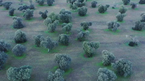 Slow Forward Drone Flight Over Oak Trees in Winter Farmland Stock Footage 328014350