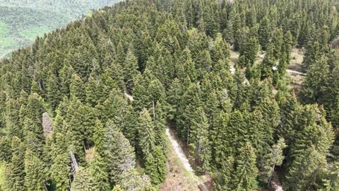 Slow Forward Drone Movement on Forest Road Looking Up into Giant Trees Vídeo Stock 337949397