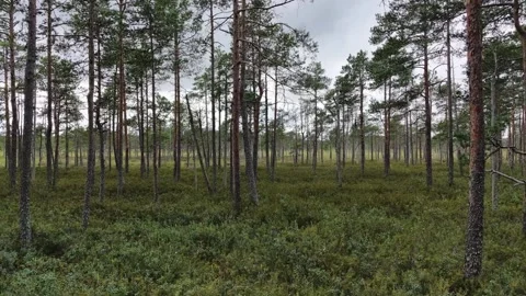 Slow Forward Motion Passing Through Dense Pine Tree Forest Stock Footage 345124900