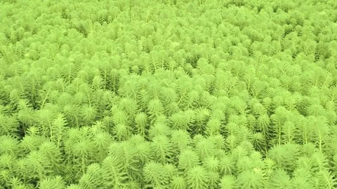 Slow forward move. Close up view on aquatic plant named Parrot Feather (Myrio Stock-Footage 95544417
