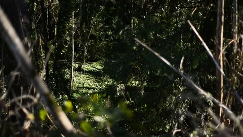 Slow Forward Movement into Forest - Vines on the ground Stock Footage 101216296