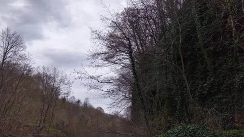 Slow Forward Movement Looking Up Through a Bare Autumn Forest Stock-Footage 348168795