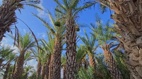Slow forward movement through palm grove filmed with wide angle lens in tro.. Stock Footage 316587128