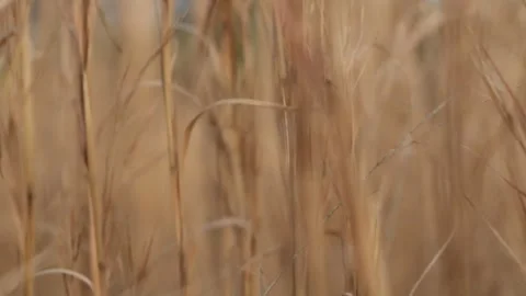 Slow forward movement through tall dry grass, shallow depth of field Video stock 325216792
