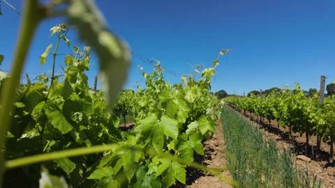 Slow forward movement through a vineyard as grape leaves gently move in the.. Stock Footage 344808988