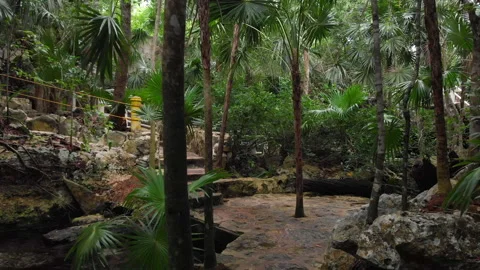 Slow forward moving steadicam shot in jungle road in cenote, mexico Stock Footage 166406088