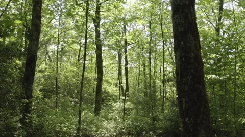 Slow forward track through forest in western North Carolina, USA 库存影片 155143827