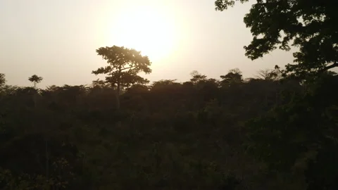 Slow forward tracking shot in Africa's forest, beautiful green wild shot with or Stock Footage 172072015