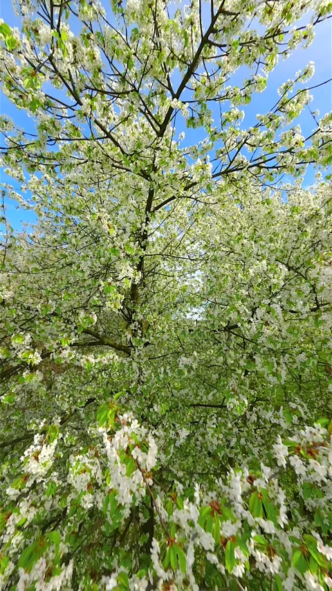 Slow FPV drone flight through dense white blossoms during spring. Stock Footage 337408312