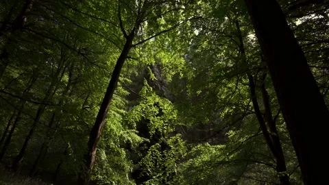 Slow gliding aerial view through woodland Vidéo 196745868