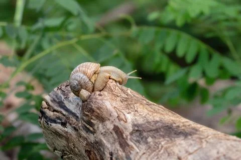 A slow grape snail crawls up the bark of a tree. Wild snail in natural habita Stock Photos