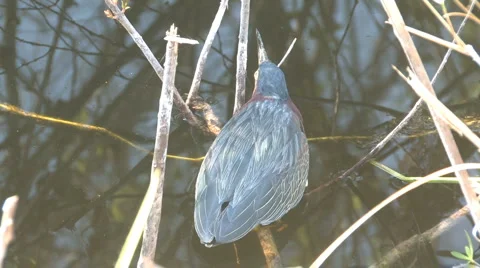 Slow green heron Stock Footage 6535712