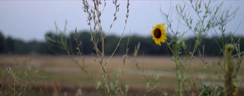 Slow Handheld Rack Focus on Sunflower at Dusk, Anamorphic 4K Video stock 160557854
