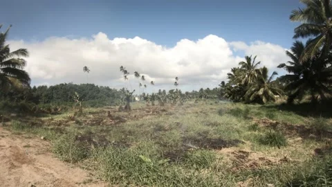 Slow horizontal movement view at backroad in tropical pacific Islands  Stock Footage 233607096