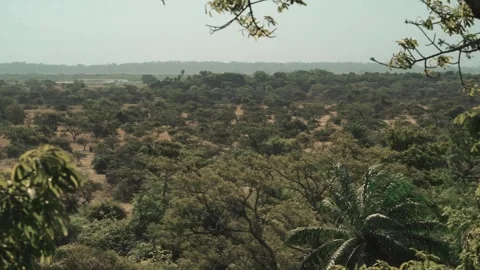 Slow horizontal pan across green Casamance canopy with foreground branches, film Stock Footage 309983834