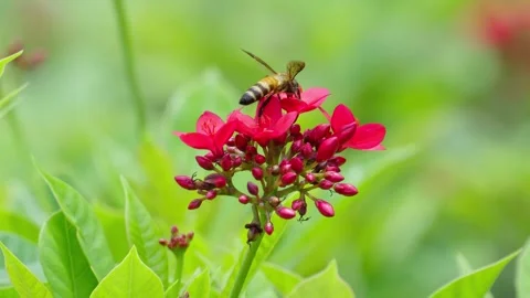 Slow Insect11 Stock Footage 308688278