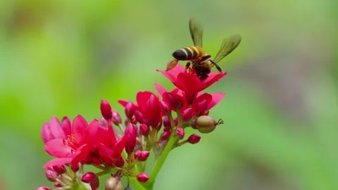 Slow Insect1Bees collect nectar from red flowers on a clear day. Stock Footage 308688281
