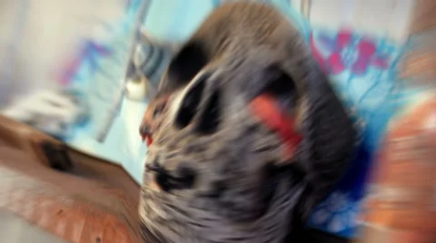 Slow Inward smooth movement of a skull Stock Footage 67164526