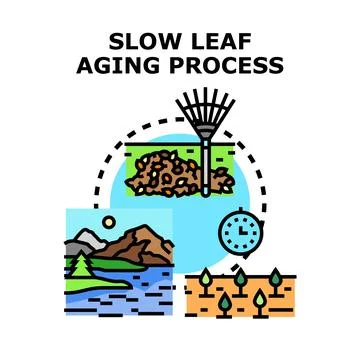 Slow leaf aging process concept illustration Stock Illustration