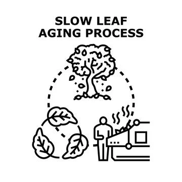 Slow leaf aging process concept vector illustration Stockillustratie