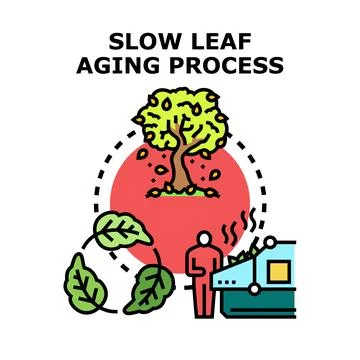 Slow leaf aging process concept vector illustration 스톡 일러스트