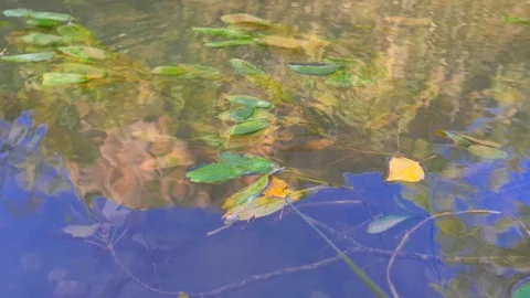 Slow leaf displacement over river water Stock Footage 124367012