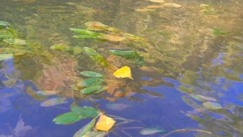 Slow leaf displacement over river water Stock Footage 124367299