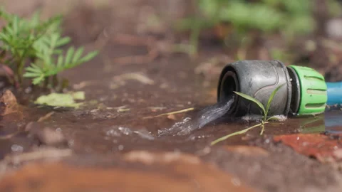 Slow Leak Drips, Persistent Drip From Hose Creates Small Damp Patch On Soil Stock Footage 327093954