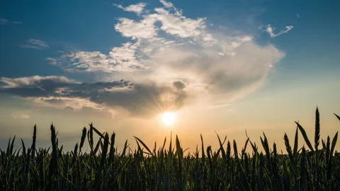 Slow left camera movement. Natural green wheat field with blue sky and clouds in Stock Footage 157041298