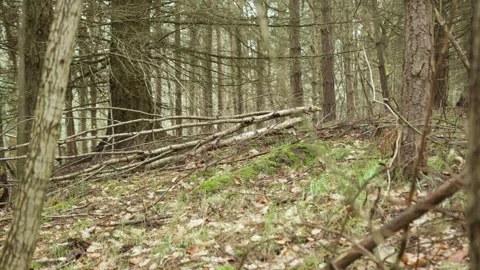 Slow left pan looking through  the autumn woodland trees Stock Footage 246473232